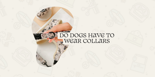 Do Dogs Have to Wear Collars in the UK