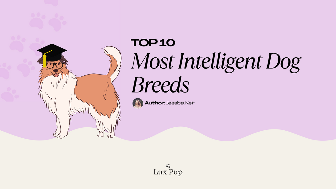 What is the most intelligent dog breed?