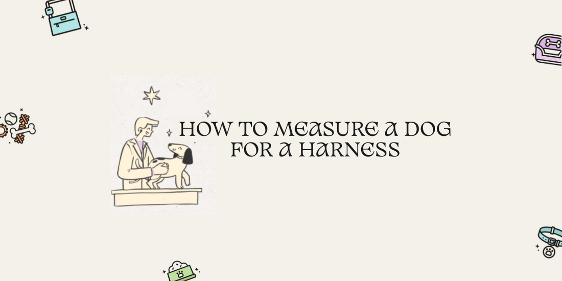 How to Measure a Dog for a Harness (Infographic)