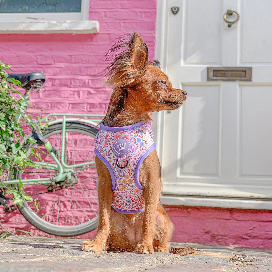 Notting Hill Lilac Adjustable Dog Harness