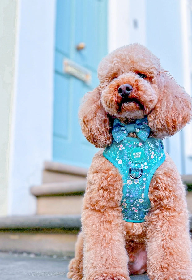 Notting Hill Mint Adjustable Dog Harness