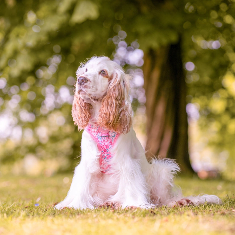 Notting Hill Rosé Adjustable Dog Harness