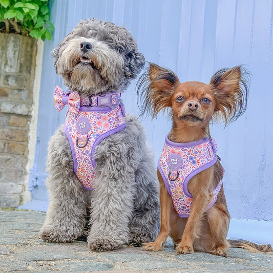 Notting Hill Lilac Adjustable Dog Harness
