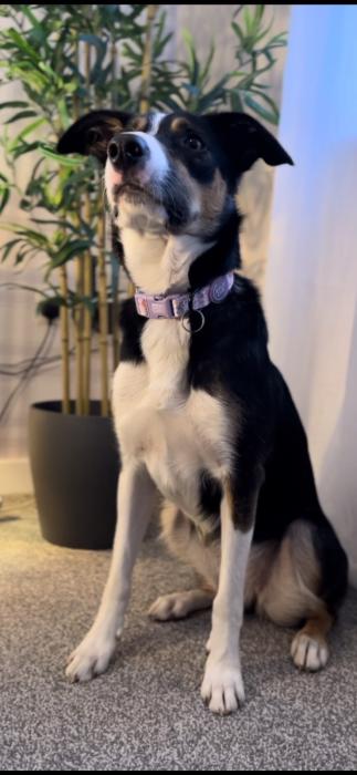 Belle the Border Collie in the adorable Lilac Notting Hill Collar