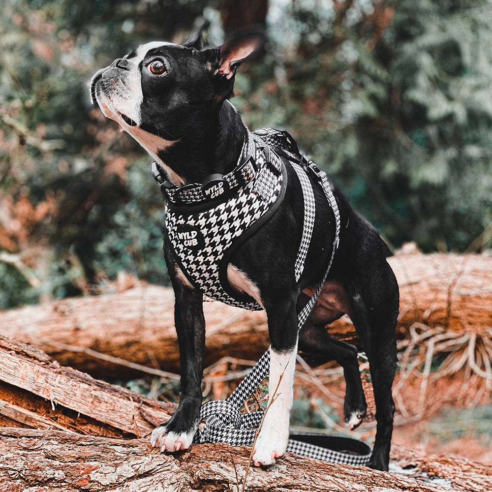 Happy Houndstooth Adjustable Dog Harness